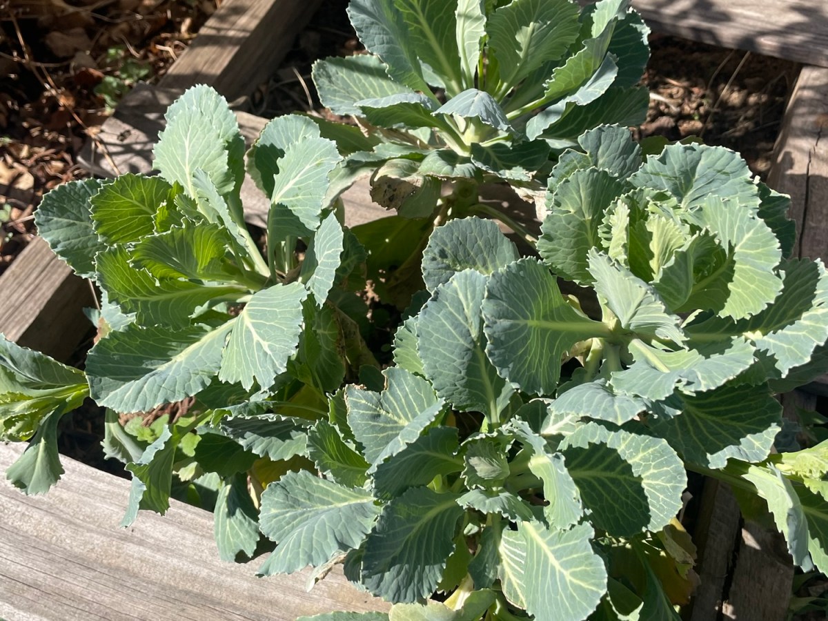 Slowly Building Haven Harvest: Walkways, Growth, and New&nbsp;Beginnings.