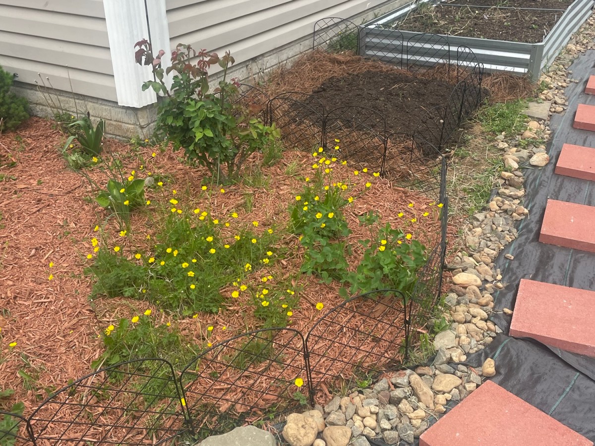 Garden Progress: Small Changes That Are Making a Big&nbsp;Difference